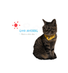 猫のローズちゃん②（個別スタンプ：2）
