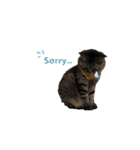 猫のローズちゃん②（個別スタンプ：3）