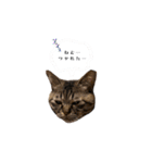 猫のローズちゃん②（個別スタンプ：4）