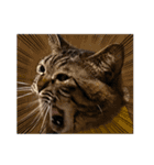 猫のローズちゃん②（個別スタンプ：5）