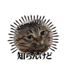 猫のローズちゃん②（個別スタンプ：6）