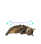 猫のローズちゃん②（個別スタンプ：8）