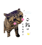 猫のローズちゃん②（個別スタンプ：9）
