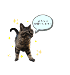 猫のローズちゃん②（個別スタンプ：10）