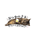 猫のローズちゃん②（個別スタンプ：12）