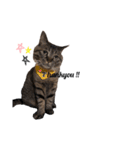 猫のローズちゃん②（個別スタンプ：13）