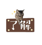 猫のローズちゃん②（個別スタンプ：15）