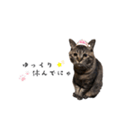 猫のローズちゃん②（個別スタンプ：18）