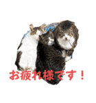 チャッピーと猫友たち（個別スタンプ：3）