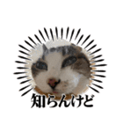 チャッピーと猫友たち（個別スタンプ：7）