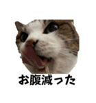 チャッピーと猫友たち（個別スタンプ：14）