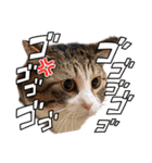 ゆうりときいときどきねこ（個別スタンプ：11）