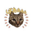 ゆうりときいときどきねこ（個別スタンプ：12）