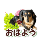 ダックスLoveちゃん48秋のデカ文字編（個別スタンプ：1）