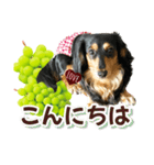 ダックスLoveちゃん48秋のデカ文字編（個別スタンプ：2）