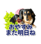 ダックスLoveちゃん48秋のデカ文字編（個別スタンプ：4）