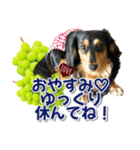 ダックスLoveちゃん48秋のデカ文字編（個別スタンプ：5）
