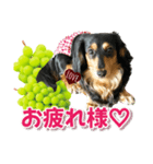 ダックスLoveちゃん48秋のデカ文字編（個別スタンプ：6）
