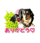 ダックスLoveちゃん48秋のデカ文字編（個別スタンプ：7）