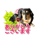 ダックスLoveちゃん48秋のデカ文字編（個別スタンプ：8）