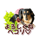ダックスLoveちゃん48秋のデカ文字編（個別スタンプ：9）