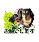 ダックスLoveちゃん48秋のデカ文字編（個別スタンプ：10）