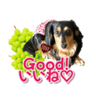 ダックスLoveちゃん48秋のデカ文字編（個別スタンプ：11）