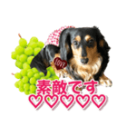 ダックスLoveちゃん48秋のデカ文字編（個別スタンプ：12）