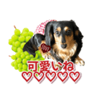 ダックスLoveちゃん48秋のデカ文字編（個別スタンプ：13）