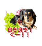 ダックスLoveちゃん48秋のデカ文字編（個別スタンプ：14）