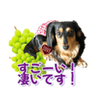 ダックスLoveちゃん48秋のデカ文字編（個別スタンプ：15）