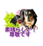 ダックスLoveちゃん48秋のデカ文字編（個別スタンプ：16）