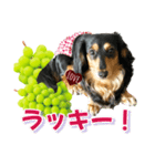 ダックスLoveちゃん48秋のデカ文字編（個別スタンプ：17）