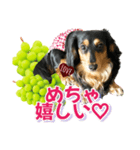ダックスLoveちゃん48秋のデカ文字編（個別スタンプ：19）
