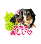 ダックスLoveちゃん48秋のデカ文字編（個別スタンプ：20）