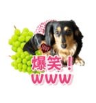ダックスLoveちゃん48秋のデカ文字編（個別スタンプ：23）