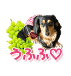 ダックスLoveちゃん48秋のデカ文字編（個別スタンプ：24）
