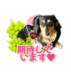 ダックスLoveちゃん48秋のデカ文字編（個別スタンプ：25）