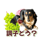 ダックスLoveちゃん48秋のデカ文字編（個別スタンプ：26）