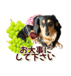 ダックスLoveちゃん48秋のデカ文字編（個別スタンプ：28）