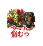 ダックスLoveちゃん48秋のデカ文字編（個別スタンプ：32）