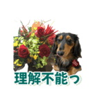 ダックスLoveちゃん48秋のデカ文字編（個別スタンプ：33）