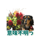 ダックスLoveちゃん48秋のデカ文字編（個別スタンプ：34）