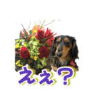 ダックスLoveちゃん48秋のデカ文字編（個別スタンプ：35）