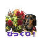 ダックスLoveちゃん48秋のデカ文字編（個別スタンプ：36）
