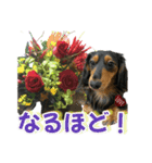 ダックスLoveちゃん48秋のデカ文字編（個別スタンプ：37）
