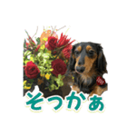 ダックスLoveちゃん48秋のデカ文字編（個別スタンプ：39）
