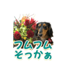 ダックスLoveちゃん48秋のデカ文字編（個別スタンプ：40）