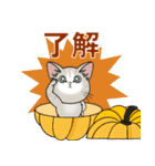 【秋ver】毎日使える【仔猫のぽんにゃん】（個別スタンプ：9）