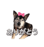 ポリムギ（個別スタンプ：7）